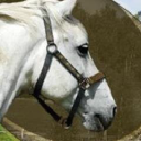 Espoon Ratsastustalli Oy