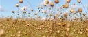 Oy Linseed Protein Finland Ltd