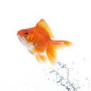 Tiliporras Pohjoinen Oy