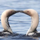 Kuikan vesiosuuskunta