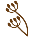 Nordic Caraway Oy