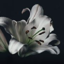 Karkkilan Kukka ja Hautauspalvelu Oy