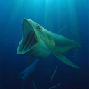 Oilwhale Oy