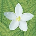 Mandaram Oy