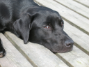 SmartDOG Oy