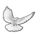 Serenum Oy