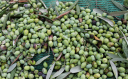 Happy Olive Oy