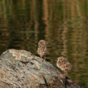 Suomen Arvoluonto Oy