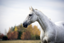 Equiara Oy