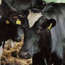 Mallun maatalousapu Oy